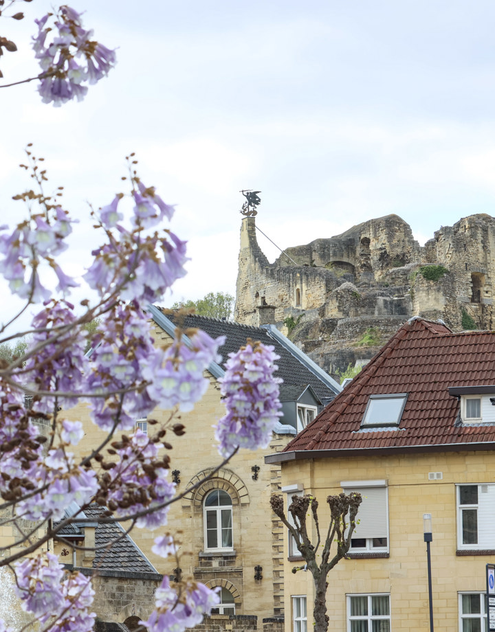 Bloesem takken op de voorgrond, met daarachter huizen van mergel en in de verte de kasteelruïne van Valkenburg. 