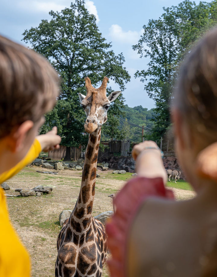 Kinderen wijzen naar een giraffe in GaiaZoo