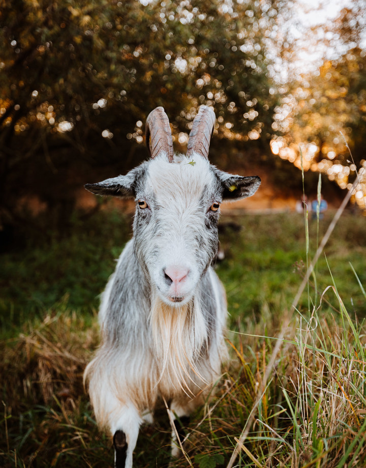 close-up van een geit met op de achtergrond bomen en een groeve