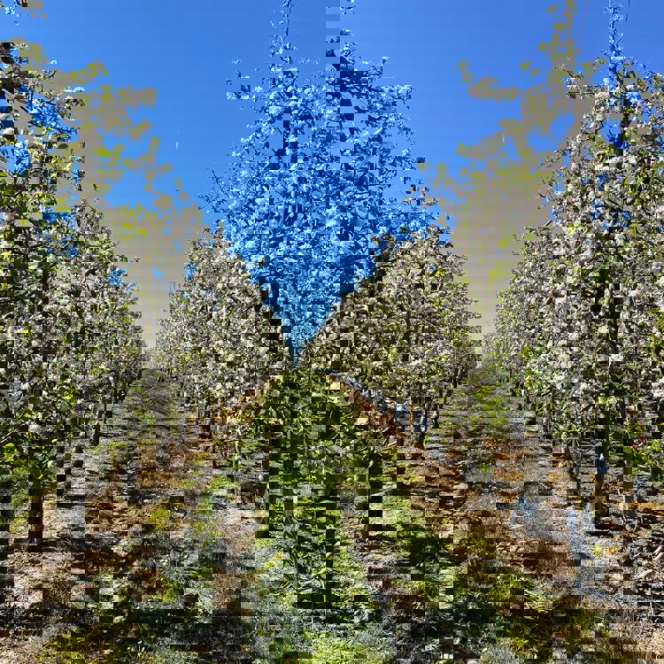 Doorkijkje tussen de laagstam bloesem. 