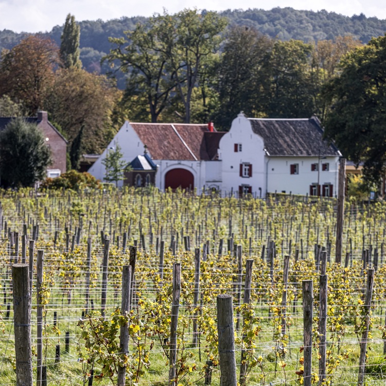 De wijnstokken van wijndomein St. Martinus in groei met op de achtergrond het Houthemse landschap en de Kasteelhoeve van Château St. Gerlach