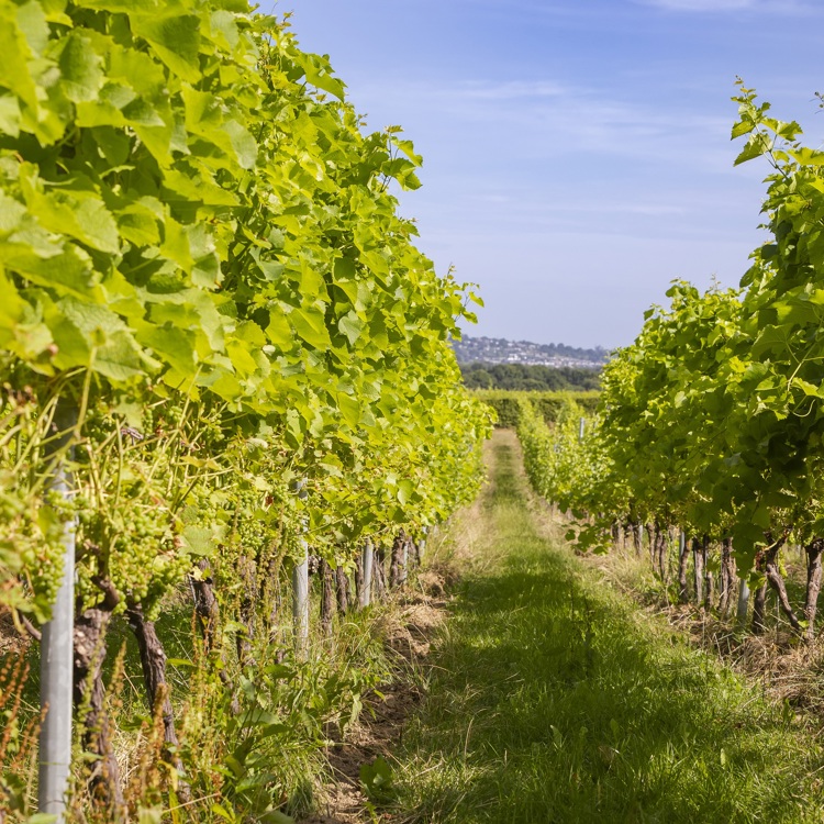 Een wijnpad tussen de wijnranken met groene druiven in Vijlen