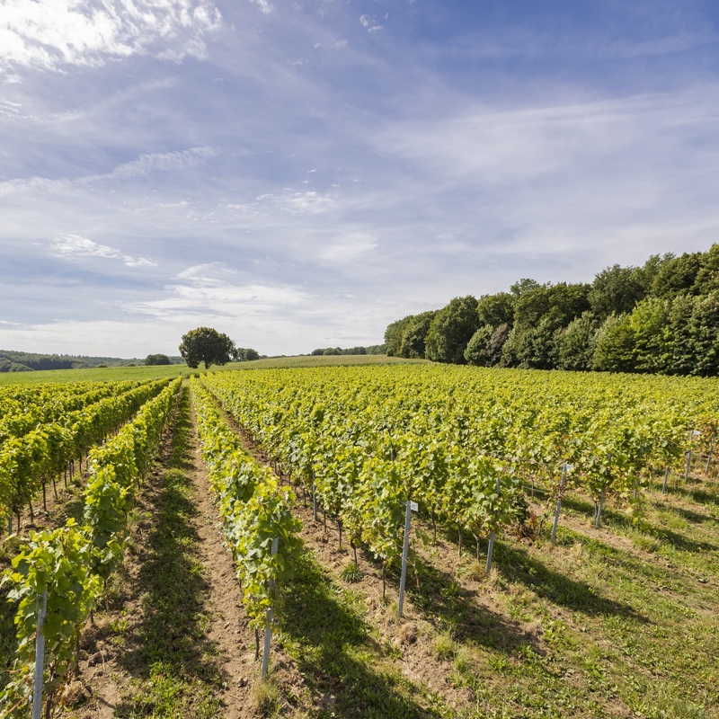 De uitgestrekte wijngaarden van St. Martinus met uitzicht op België
