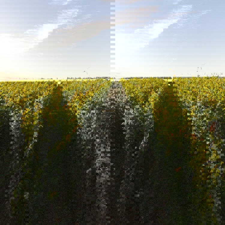 Een steil omhoog lopend wijnpad bij Wijngaard de Kunrader Vallei