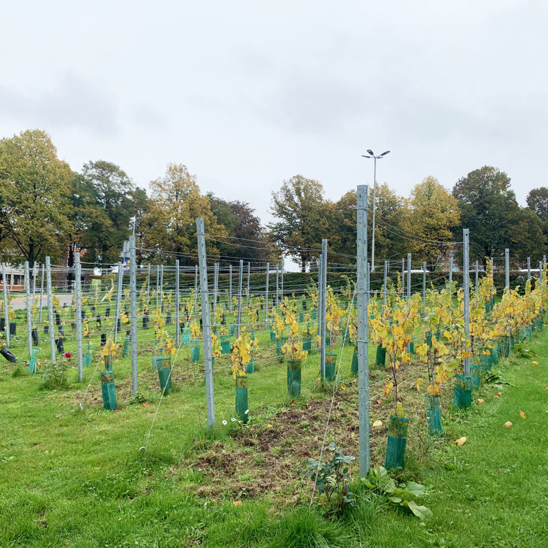 Jonge druivenstokken van Fort Sanderbout in de herfst
