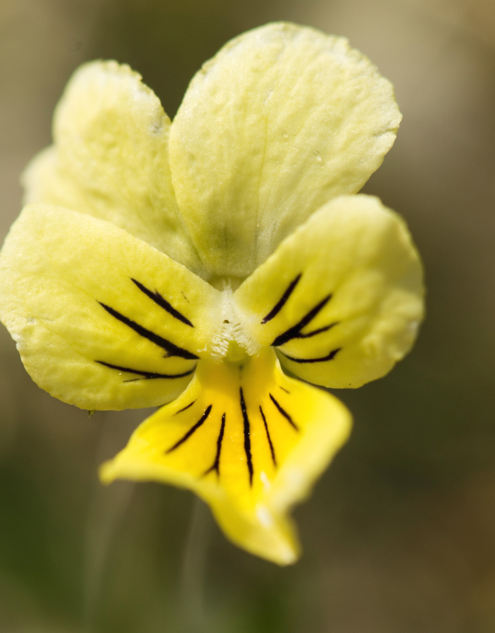 Een zeldzaam geel zinkviooltje