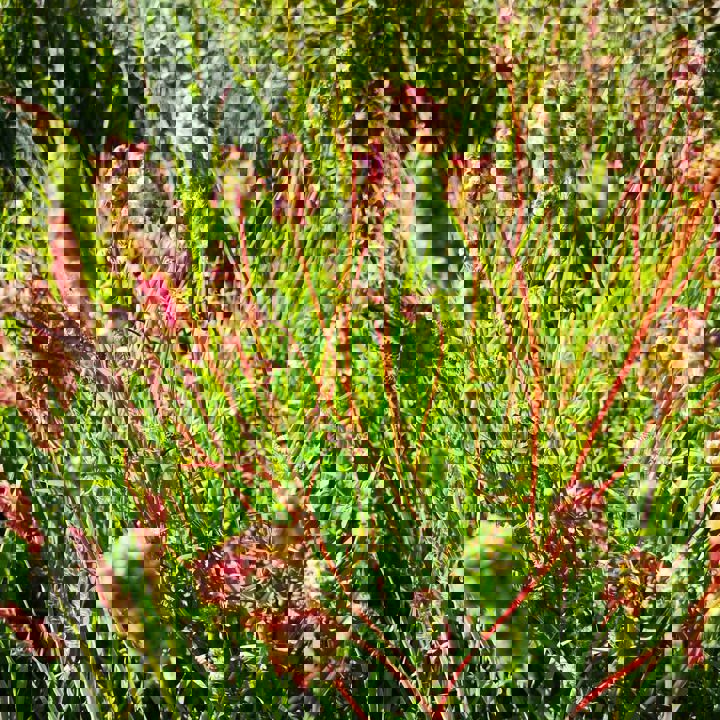 De kleine pimpernel plant groeit alle kanten op in het struikgewas