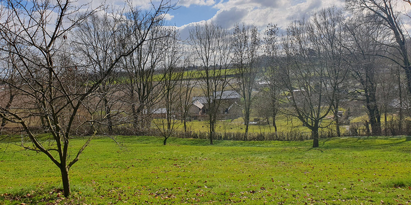 Een weiland met kale bomen