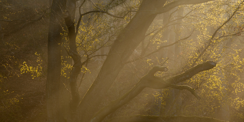 Herfst in het kelmonderbos, bomen in de schaduw met zonnestralen