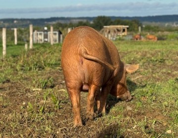 Achterkant van een varken grazend in de wei bij Hei15