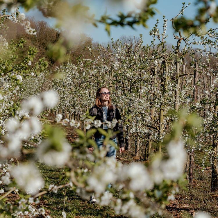 Meisje wandelt tussen de bloesemranken op een voorjaarsdag in zuid-limburg.