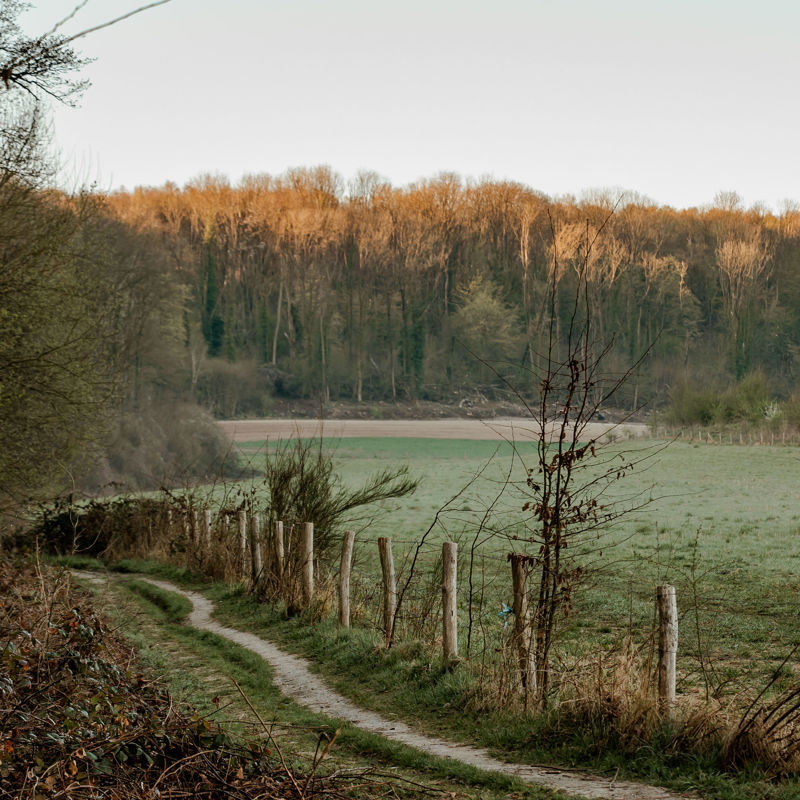 Paadje langs de bosrand de toppen van de bomen worden verlicht door de zon