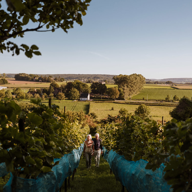 Een oudere man en vrouw wandelen door de wijnranken van de Wittemer Wijngaard tijdens zonsondergang in de zomer