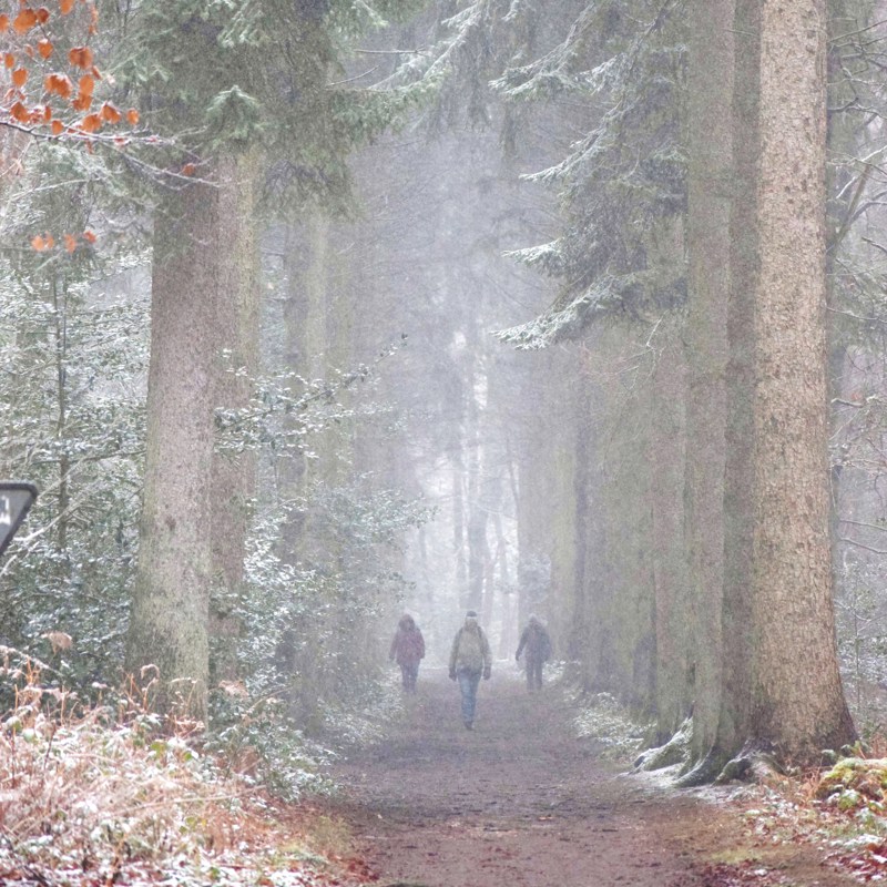 Wandelaars lopen in het Vijlenerbos tussen hoge dennenbomen