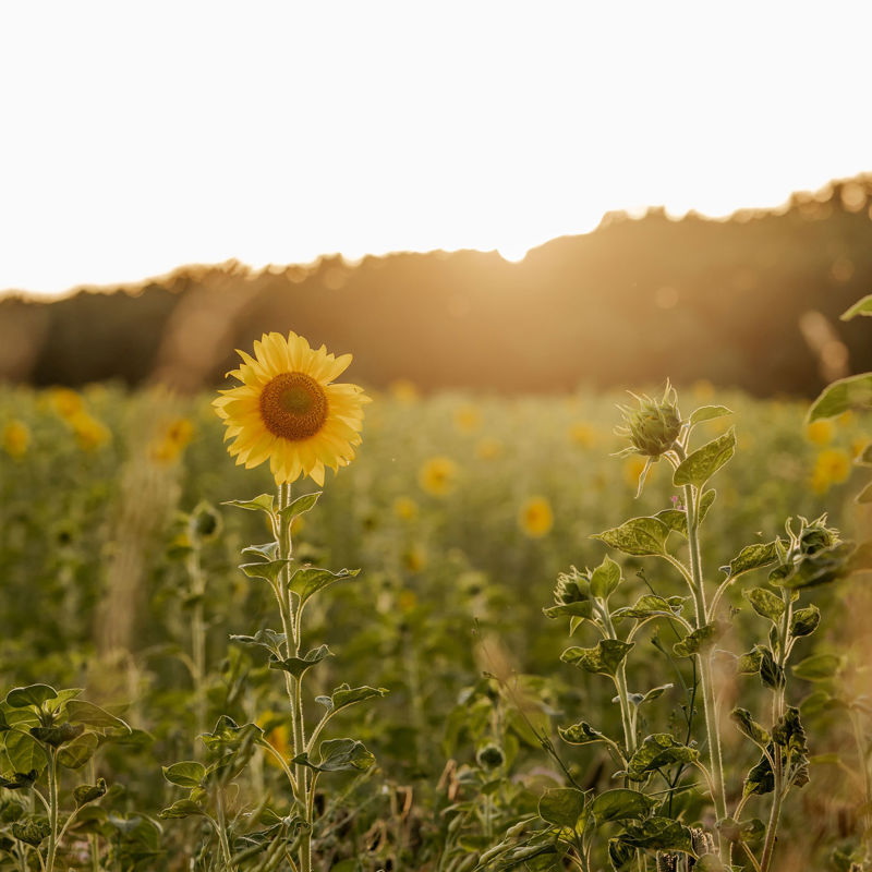 Een veld met zonnebloemen aan de bosrand bij zonsondergang