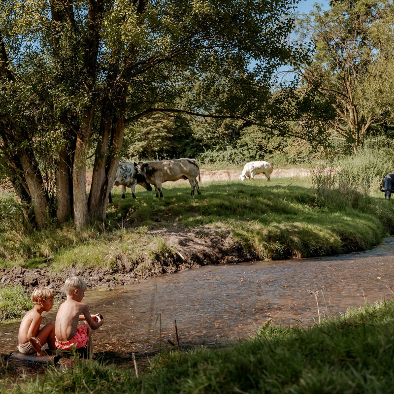Twee jongetjes in zwembroek aan het spelen in de Gulp met koeien aan de oever