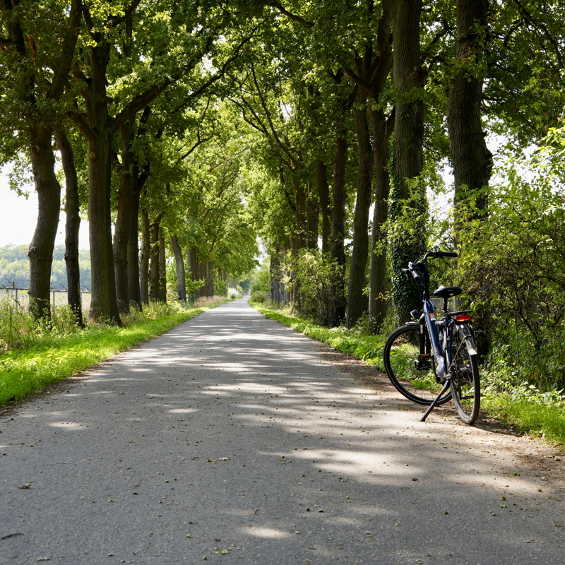 Fiets op standaard op landweg met bomen