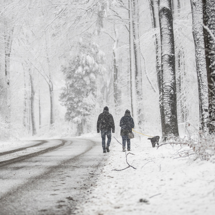 Twee mensen met hond wandelend door bos in sneeuw