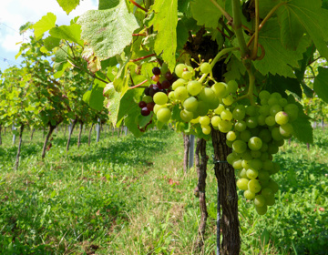 Close-up van druiven in een wijngaard in Voerendaal. 