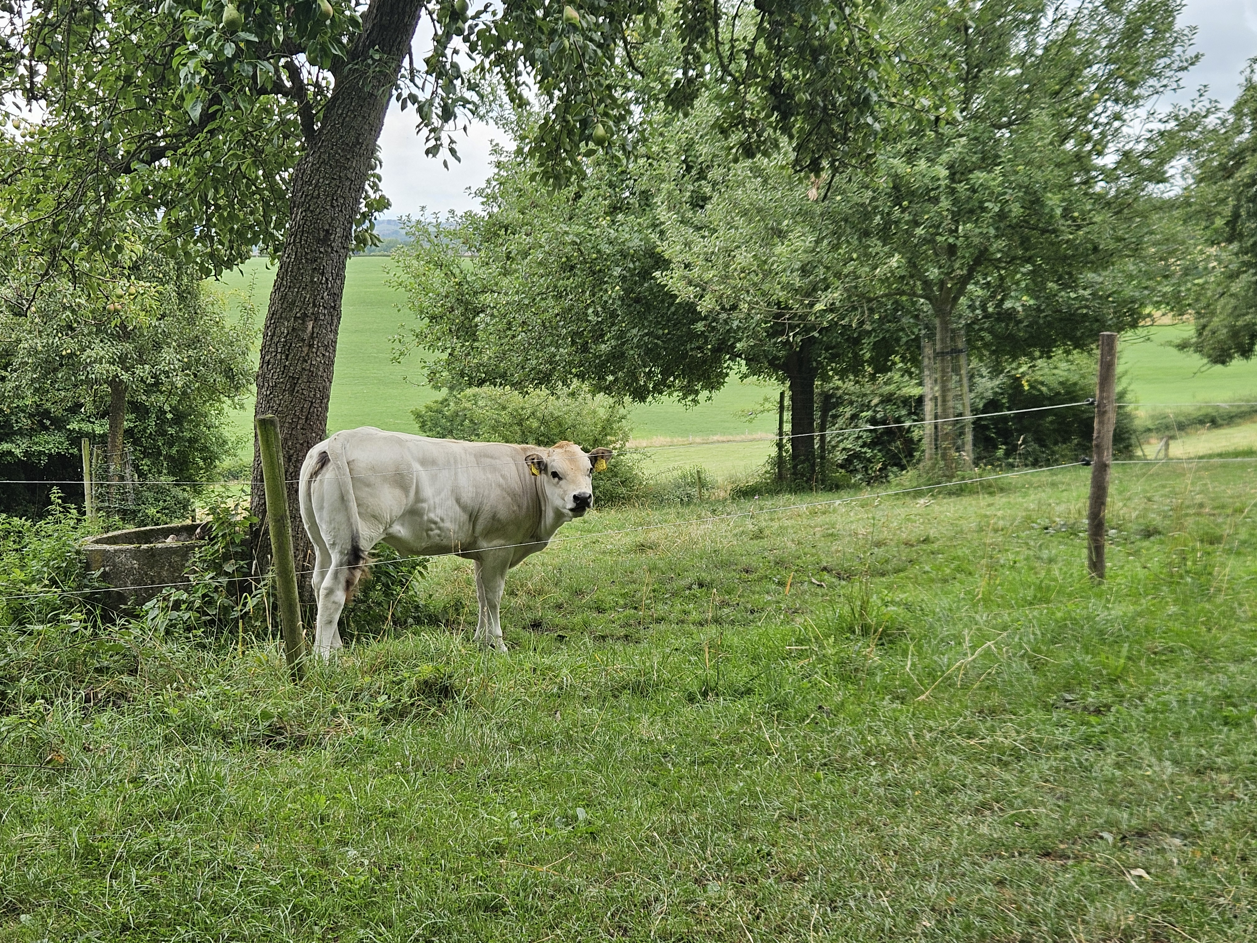 Van Epen naar Landsrade Wi24 Gulpen-Wittem 