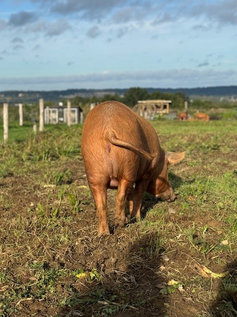 Hét duurzame startpunt voor jou vakantie in Zuid-Limburg