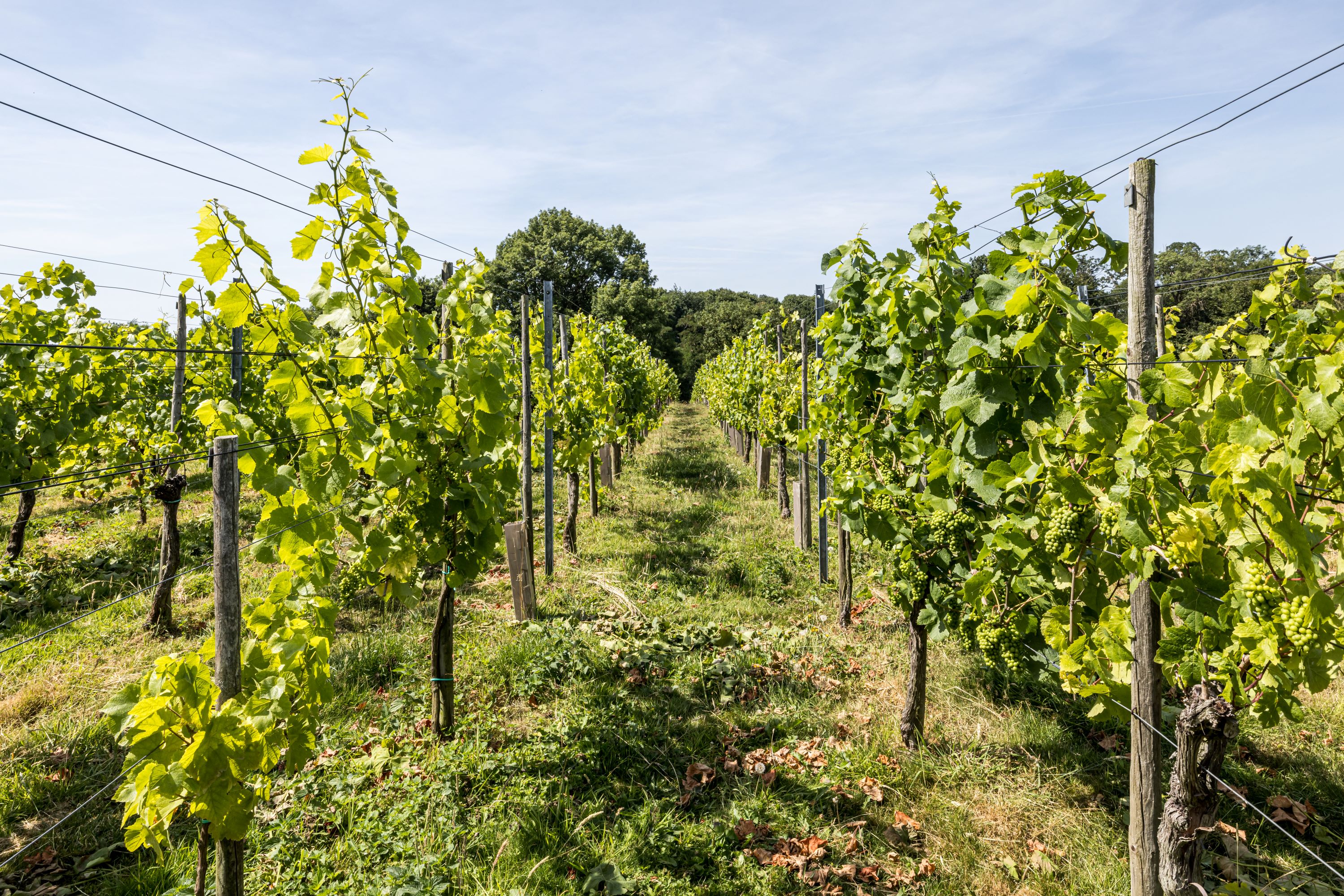 Wijnwandelen Sittard