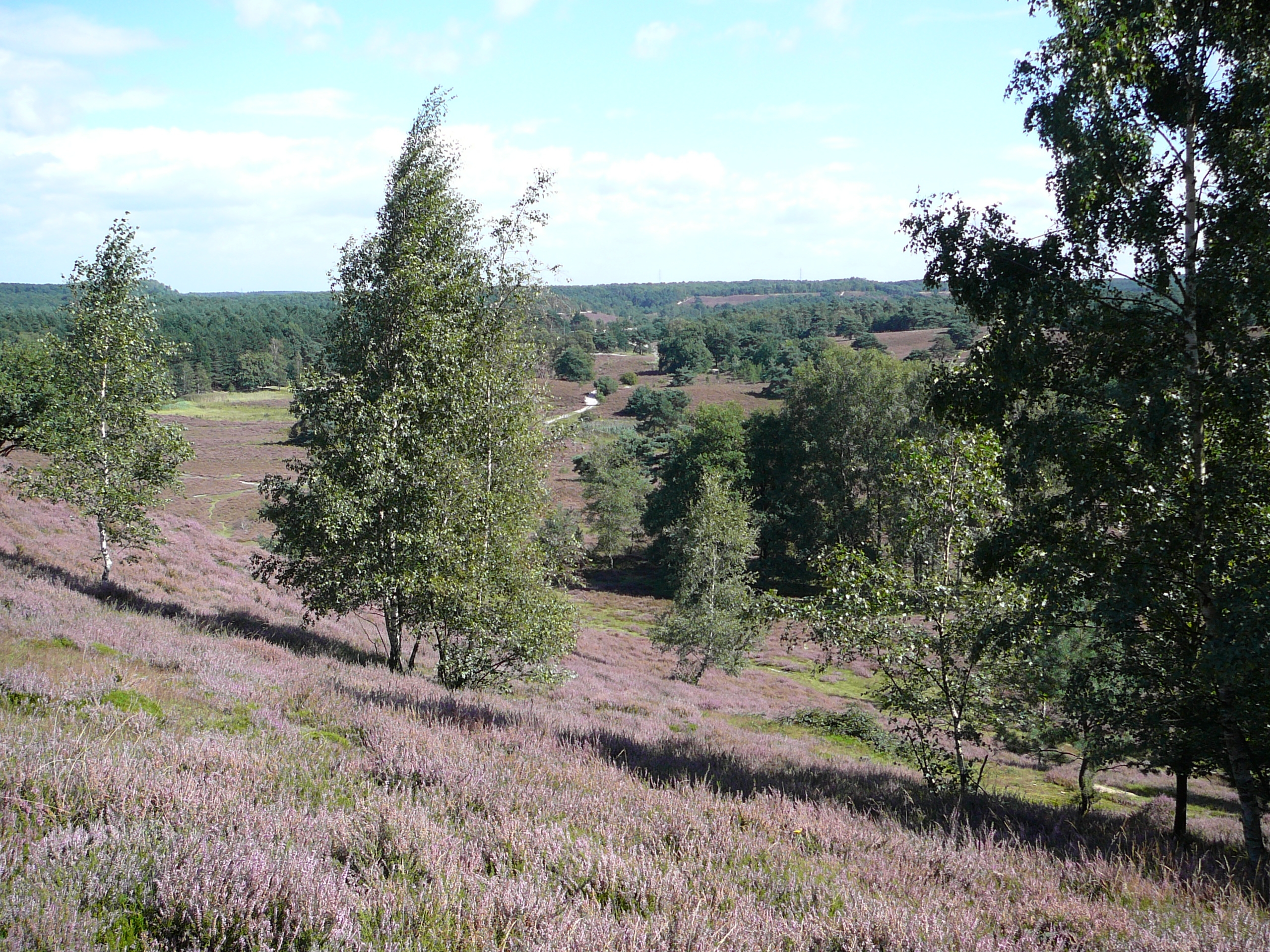 Wandelroute Heerlen - Heidepracht op de Heksenberg 