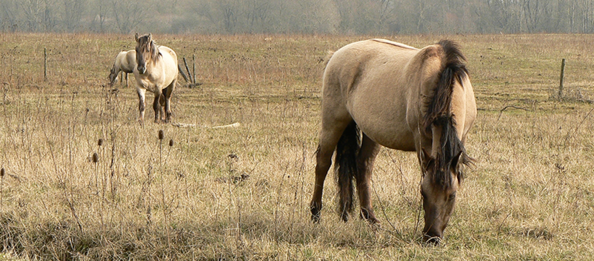 Excursie met MaasVerkenner: Grote Grazers 