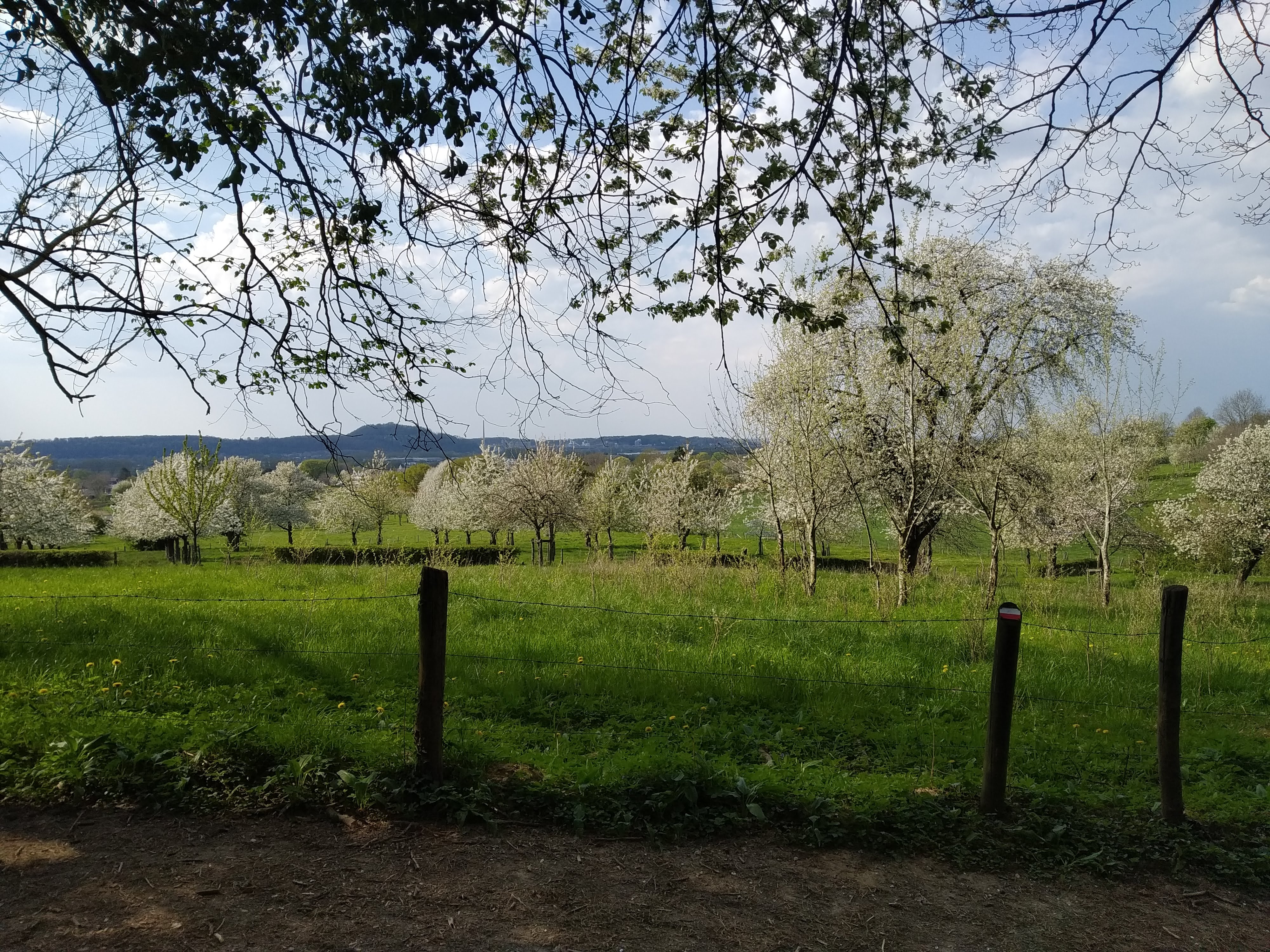 Wandelroute Savelsbos Sint Geertruid
